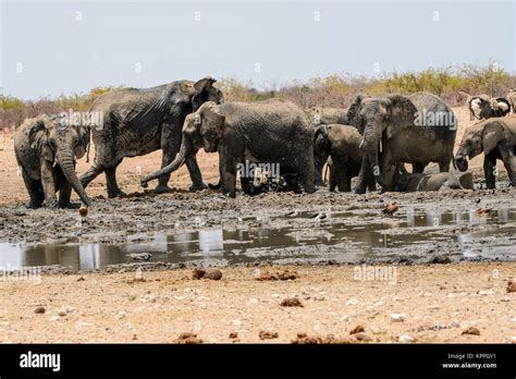 Mud mud glorious mud Stock Photo - Alamy