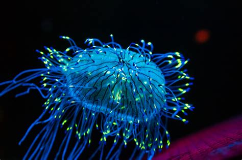 Let it Glow - Nature Stories | Bioluminescence, Bioluminescent ...