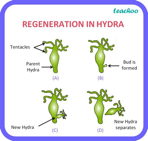 Regeneration Asexual Reproduction