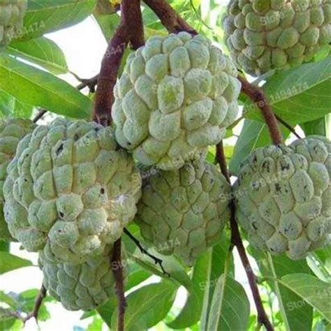 20pcs Soursop Graviola Seeds – Best Seeds Online | Free Shipping ...