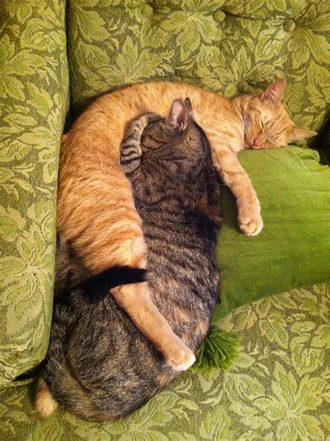 Cuddling Cats Free Stock Photo - Public Domain Pictures