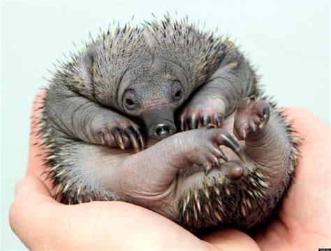 Along with the platypus, the echidna is a member of the monotremes, an ...