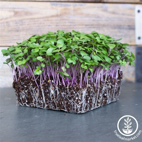 Organic Purple Vienna Kohlrabi Microgreens Seeds - 4 Oz to Bulk Sizes ...