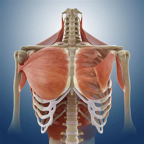 Female Chest Anatomy Diagram