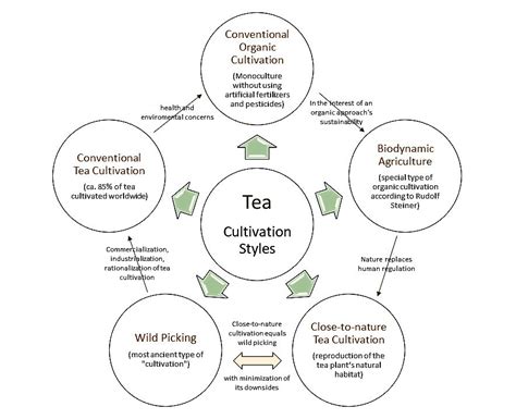 siamteas Lesson 6 : (Styles of) Tea Cultivation - siamteas - siamteas