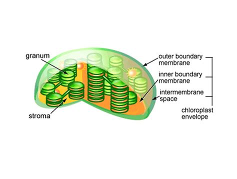 Chloroplast : Natural Kitchen Rooms of the Nature (Updated)