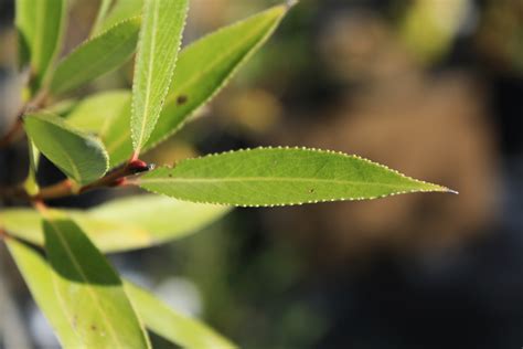 Black Willow — Ontario Native Plant Nursery | Container Grown | (705 ...