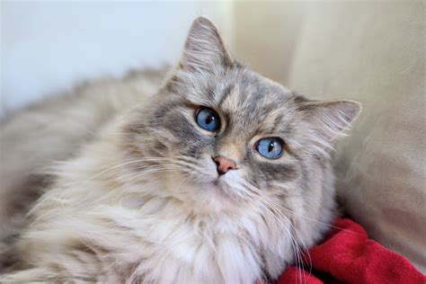 Free Images : pet, kitten, blue eye, whiskers, vertebrate, siberian ...