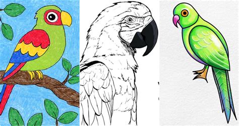 How To Draw A Parrot Step By Step Easy Beautiful Parrot Drawing For ...