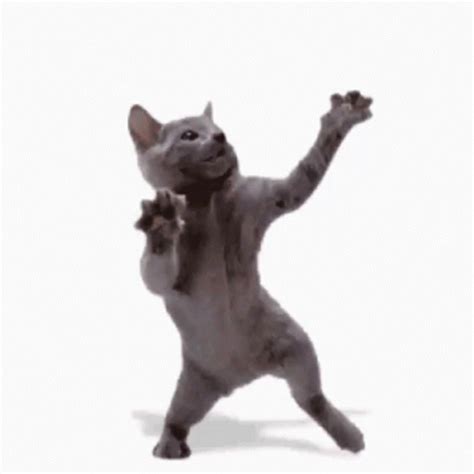 Cat Kitty GIF - Cat Kitty Dance - Discover & Share GIFs