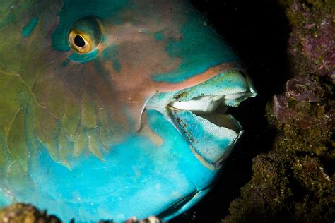 Monday Archives: Parrotfish and Their Amazing Teeth