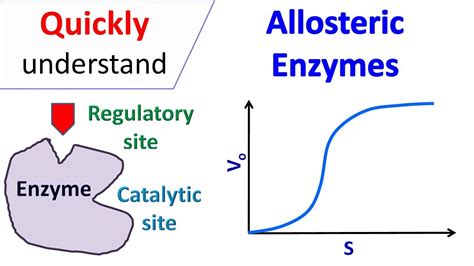 Allosteric enzymes - YouTube