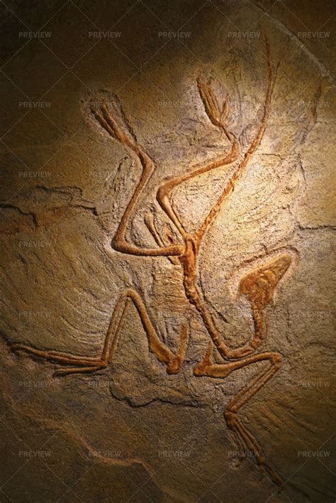 Fossil Remains Of Archaeopteryx - Stock Photos | Motion Array