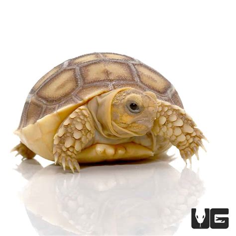 Baby Sulcata Tortoises (Centrochelys sulcata) For Sale - Underground ...