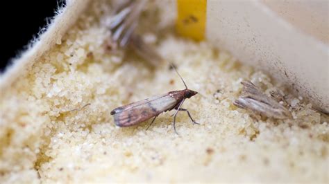 Pantry Moth Larvae On Ceiling | Homeminimalisite.com