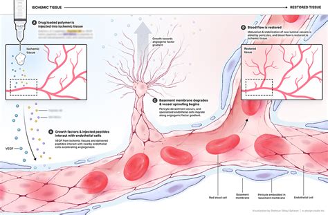 Angiogenesis - Figure for Academic Publication :: Behance