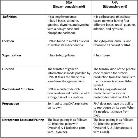 DNA and RNA Structure Study Guide - Inspirit