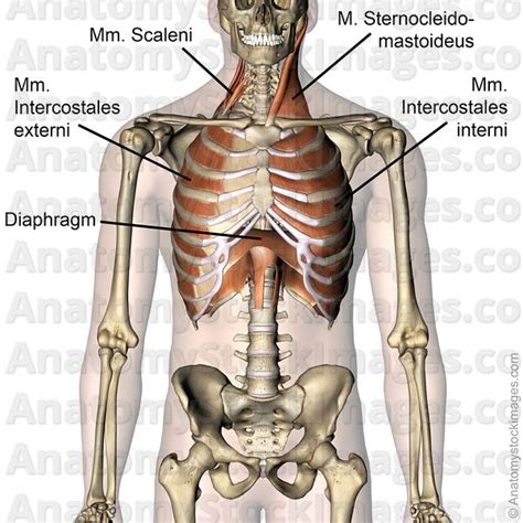 Anatomy Stock Images | torso-musculi-intercostales-externi-interni ...