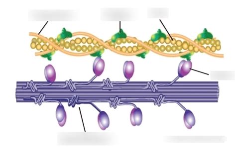 Sliding-Filament Theory Diagram | Quizlet