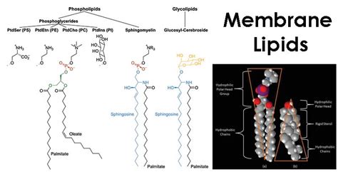 Membrane Lipids: Composition, Structure, Functions