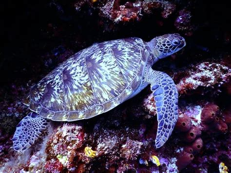 Hawksbill Sea Turtle: Overview & Conservation Efforts