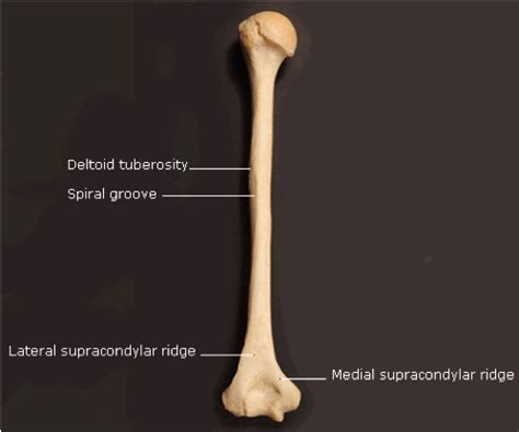 Spiral Groove Anatomy