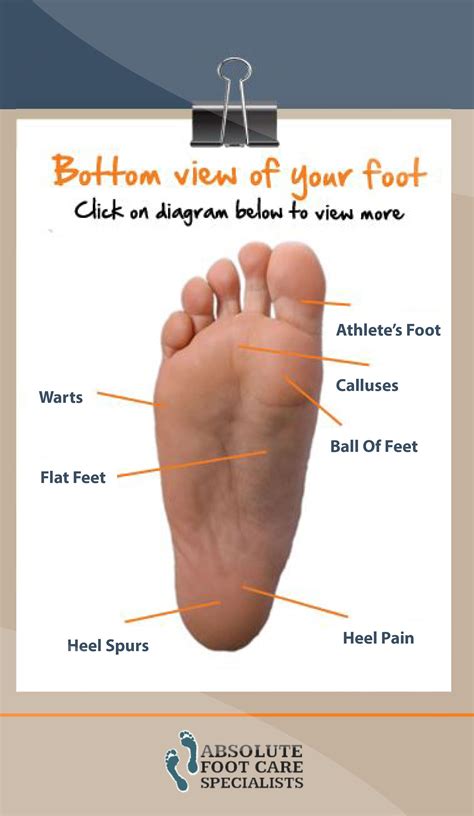 Parts Of A Foot Diagram