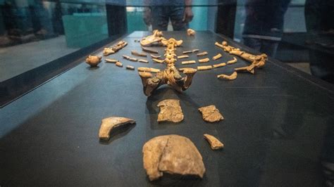 How a 3.2-million-year-old human relative named Lucy walked | CNN