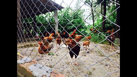 Local Chicken Farming. - YouTube