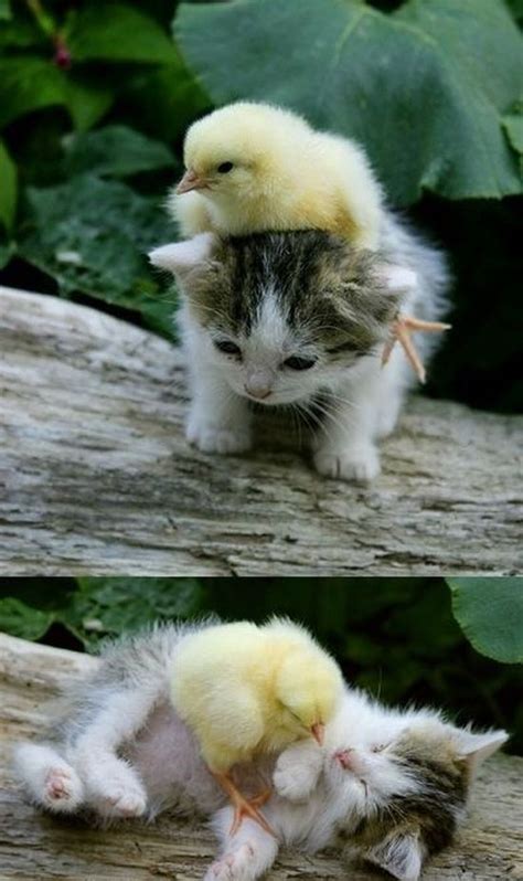 Chick & Kitten Friends - 1Funny.com