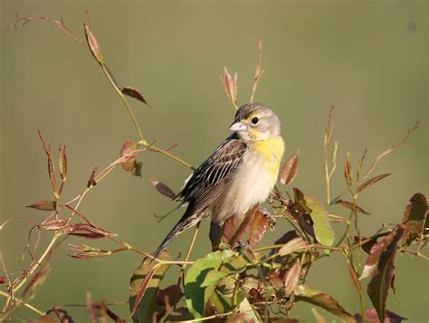 dickcissel female | FWS.gov