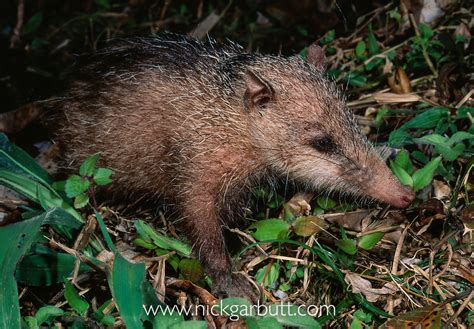 Tailless tenrec - Alchetron, The Free Social Encyclopedia