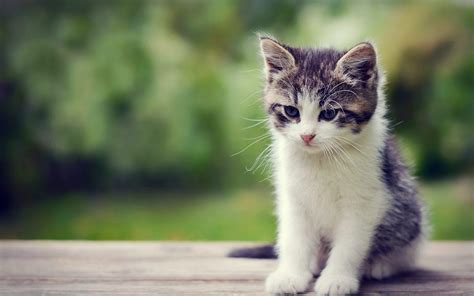 Cute Baby Cats Wallpapers - Wallpaper Cave