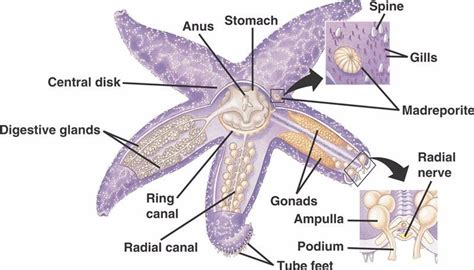 Lab final starfish external anatomy Diagram | Quizlet