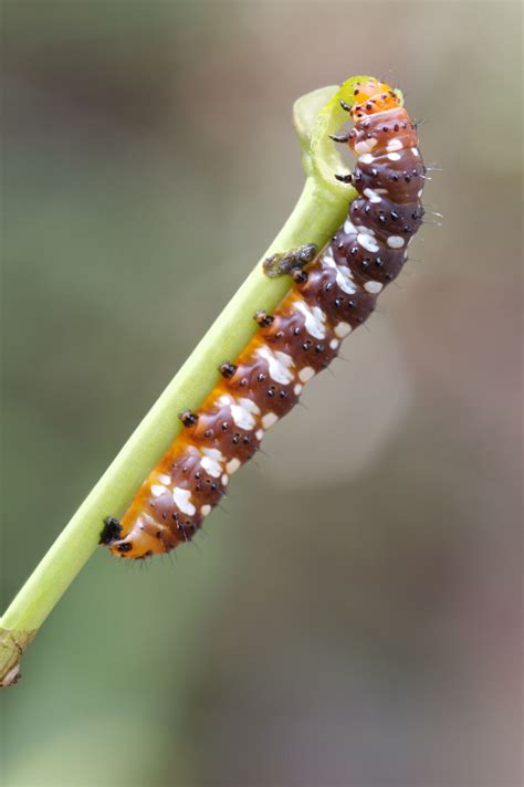 Caterpillar Identification Guide | Caterpillar insect, Poisonous ...