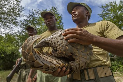 Conservation - Save Pangolins