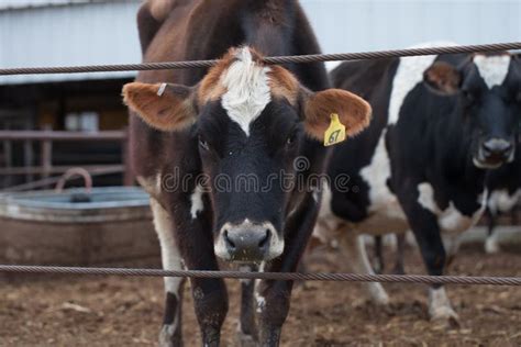 Jersey Cow Portrait/dairy Cattle on a Farm Editorial Stock Image ...