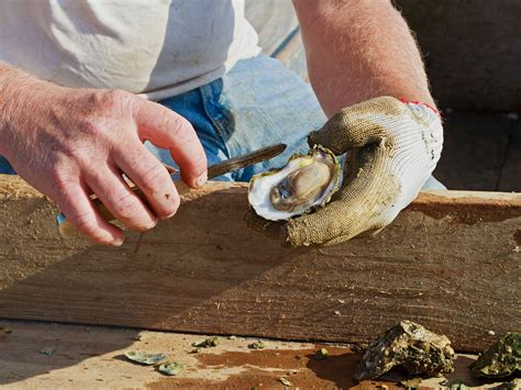 How to Shuck an Oyster Like a Pro | WIRED