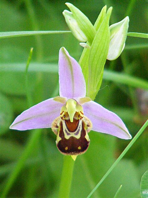 Days on the Claise: Bee Orchids in the Orchard