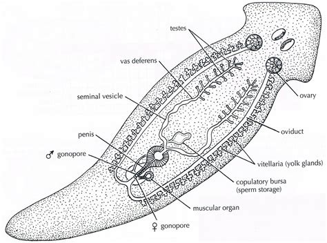 Class Turbellaria - Zoology Phyla