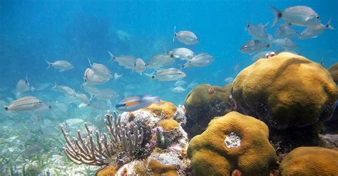 Snorkeling Florida Keys - Find The Exceptional Areas