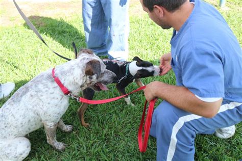 Inmates teaching obedience to shelter dogs in Marion County - Ocala ...