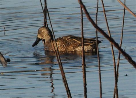 Brown duck with black bill - Galveston, Texas - Help Me Identify a ...