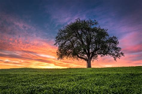 sunset, Field, Tree, Landscape Wallpapers HD / Desktop and Mobile ...