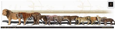 Evolución del gato doméstico | Big cats, Jungle animals, Extinct animals