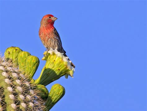 House Finch [IMAGE] | EurekAlert! Science News Releases