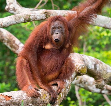 Orangutan | Definition, Habitat, Height, Weight, Lifespan, Scientific ...