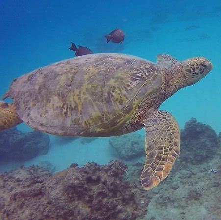 Oahu Diving (Honolulu) - 2019 All You Need to Know BEFORE You Go (with ...