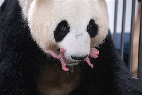 South Korean zoo welcomes giant panda twins, Panda