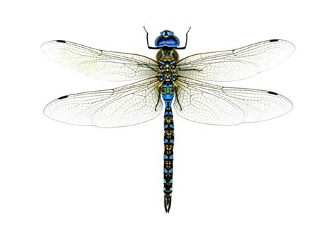 Dragonfly PNG Transparent Images, Pictures, Photos